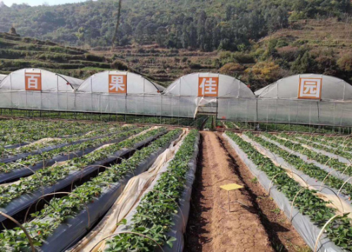 昆明市禄劝县计生协会员单位免费为一线防疫人员送草莓215 昆明市禄劝县计生协会员单位免费为一线防疫人员送草莓215